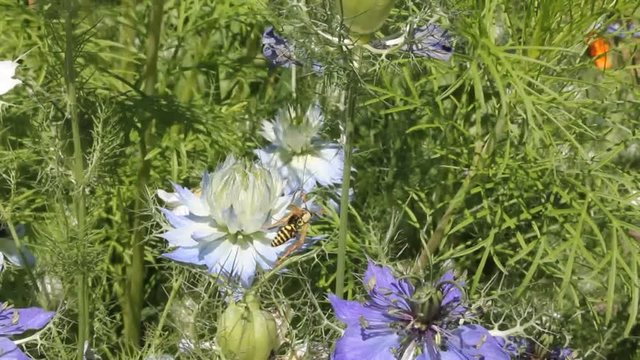 Wasp collects pollen and nectar from nigella flower.