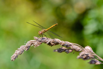 Large yellow dragonfly sympetrum vulgatum sat on a dry blade of grass