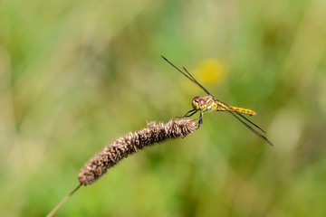 Large yellow dragonfly sympetrum vulgatum sat on a dry blade of grass