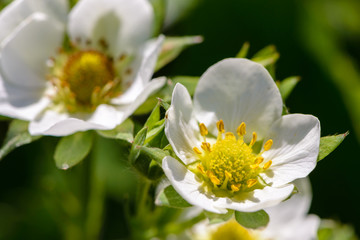 Homemade strawberry blossoms in large flowers in the spring