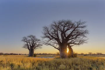 Foto op Canvas Sunrise at Baines Baobab campsite © hannesthirion