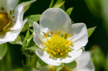 Obraz premium Homemade strawberry blossoms in large flowers in the spring
