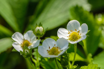 Homemade strawberry blossoms in large flowers in the spring