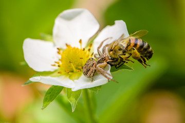 Spider Xysticus caught a bee that pollinated strawberry flowers