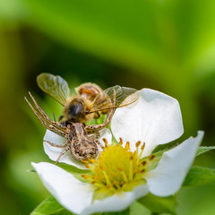 Spider Xysticus caught a bee that pollinated strawberry flowers