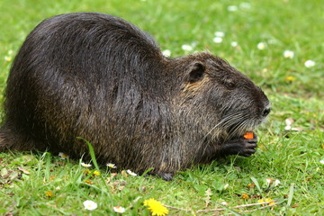 Porträt eines Nutrias, Myocastor coypus