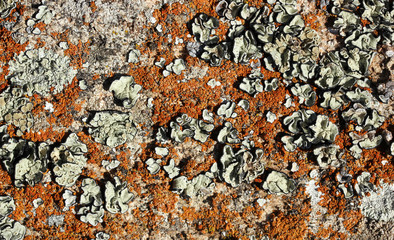Stone with lichen (background)