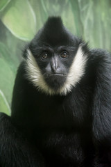 Obraz premium Colobus Monkey