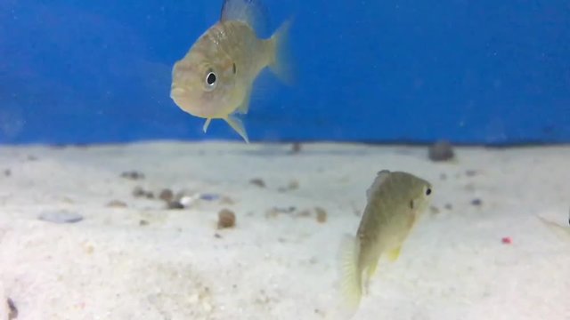 Barsche im Aquarium