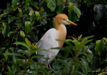 Beautiful egret close up with green background