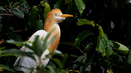 Beautiful egret close up with green background