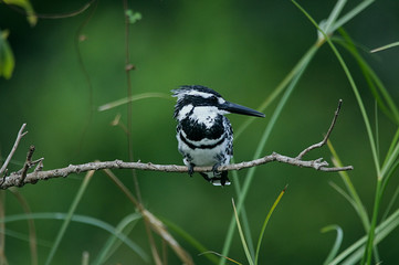 Beautiful pied kingfisher sitting on a tree branch