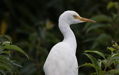 White snowy great egret close up