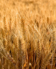 Weizen im Kornfeld in goldener Farbe