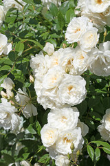 Weiße Rosen, White roses