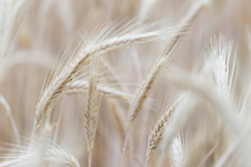 wheat weizen