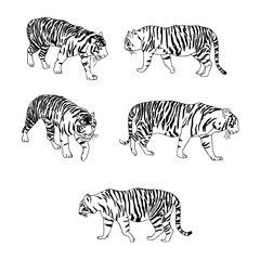 Fototapeta na wymiar vector set of tigers