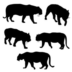 vector set of tigers