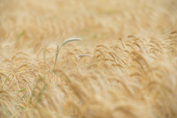 wheat weizen