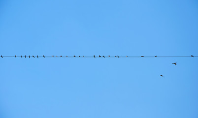 Swallows on the wire