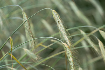 wheat weizen