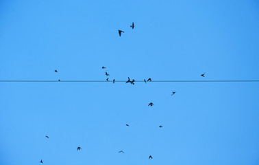 Swallows on the wire