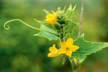 Flowering bush cucumber in the garden
