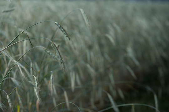 wheat weizen