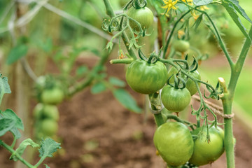 Growing tomatoes in the garden.