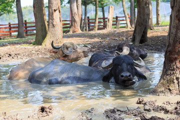 Black buffalos in the mud