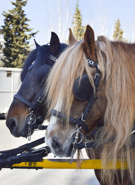 Caballos de carga.
Pareja de caballos esperando la orden de acarrear la carga.
