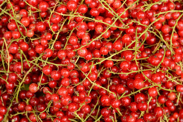 background of ripe juicy red currant berries
