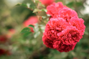 Pink roses Blooming in the garden