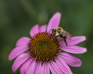 Bee on Flower