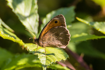 Kleines Wiesenvoegelchen 