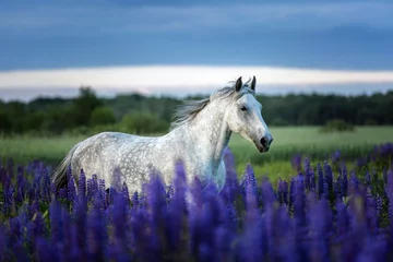 Fotobehang Arabisch paard dat tussen lupinebloemen loopt. © Osetrik