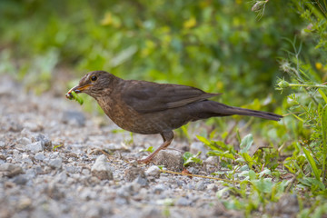 Amselweibchen mit Futter