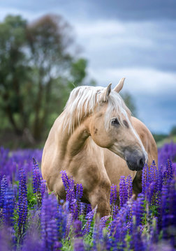 Palomino horse among blooming lupine flowers.