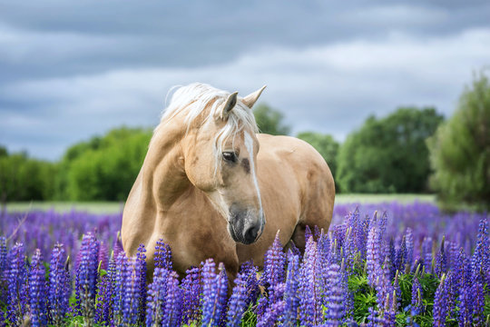 Fototapeta Portait of a Palomino horse among lupine flowers.