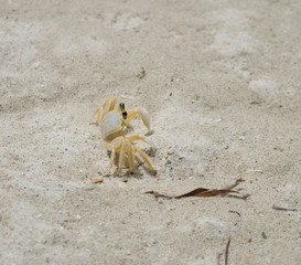 Crabe jaune