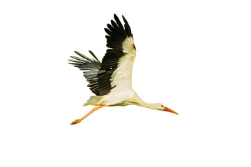Ein fliegender Storch isoliert