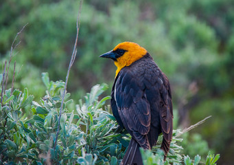 Yellow-headed blackbird Xanthocephalus perched on sagebrush in Grand Tetons National Park