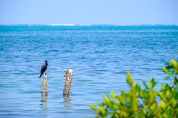 A double-crested cormorant sitting on a piling in the Caribbean
