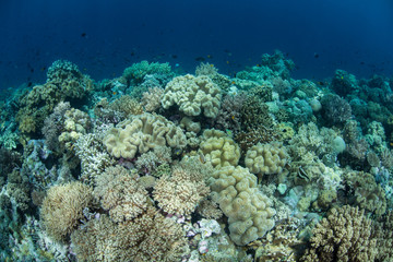 Naklejka na ściany i meble Healthy Coral Reef in Wakatobi National Park