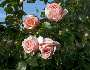 Chandos beauty climbing rose