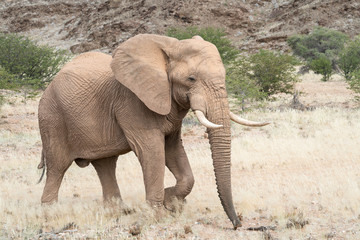 Desert elephant, Twyfelfontein, Namibia, Africa.