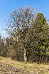 Дуб ранней весной еще без листьев