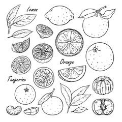 Set of vector citrus fruits: lemon, orange, tangerine. Hand drawn collection for design, isolated on white. Black lines sketch