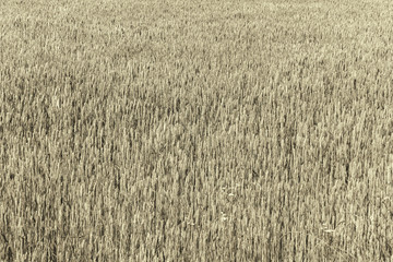golden ears of corn texture, spikes of wheat background