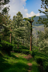 Munnar Landscape